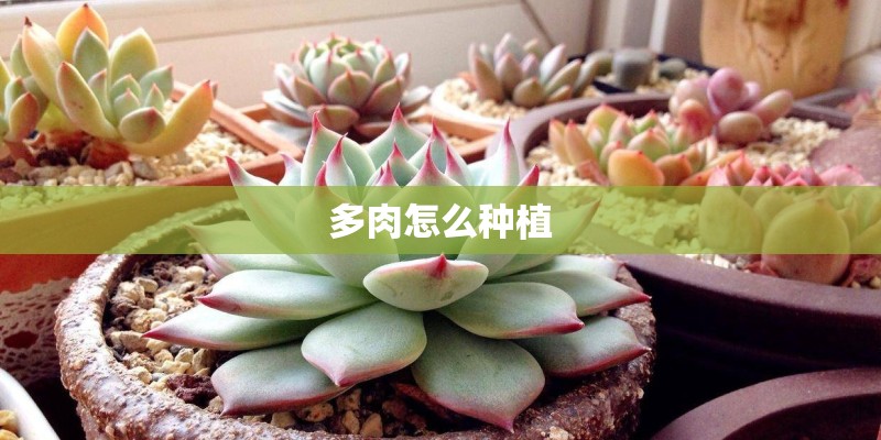 多肉怎么种植