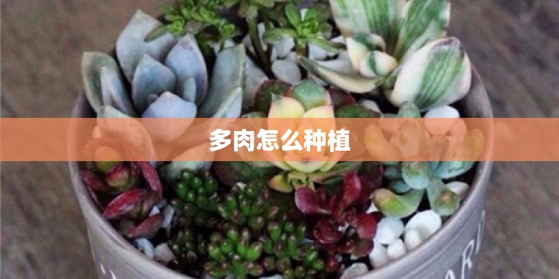 多肉怎么种植