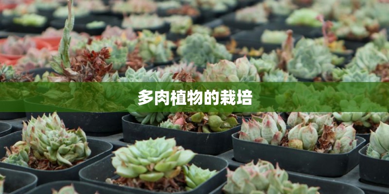 多肉植物的栽培