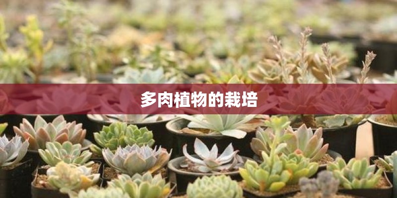 多肉植物的栽培