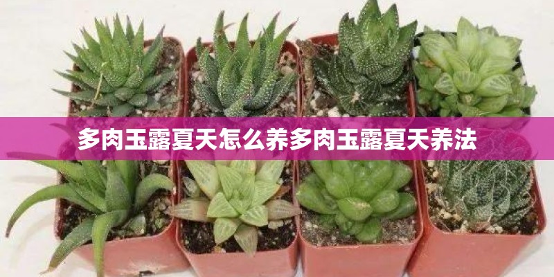 多肉玉露夏天怎么养多肉玉露夏天养法