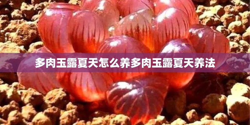 多肉玉露夏天怎么养多肉玉露夏天养法