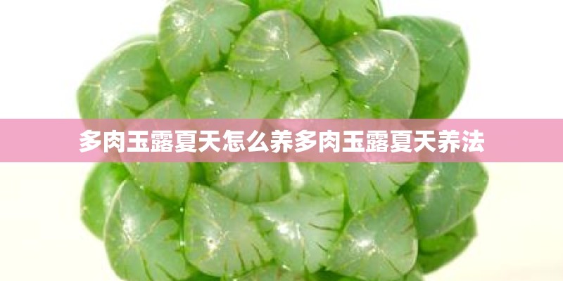 多肉玉露夏天怎么养多肉玉露夏天养法