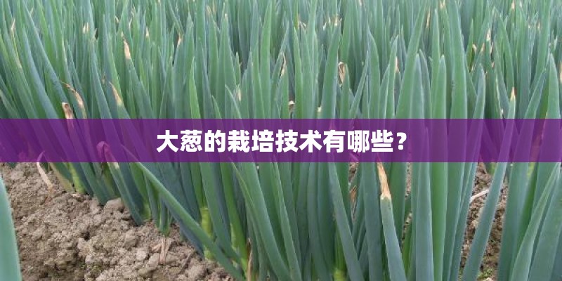 大葱的栽培技术有哪些？