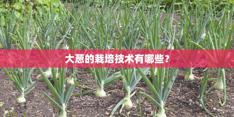 大葱的栽培技术有哪些？