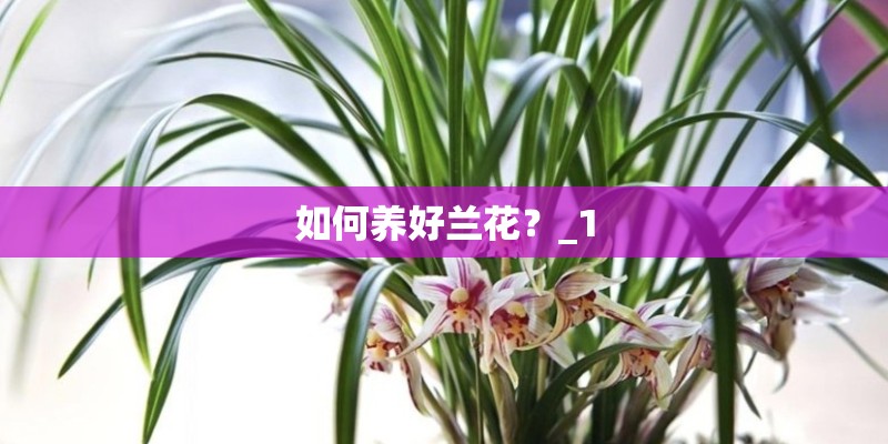 如何养好兰花？_1