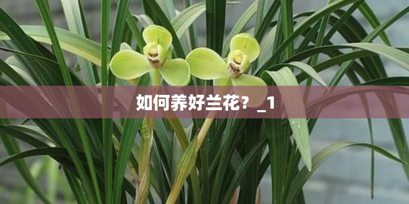 如何养好兰花？_1