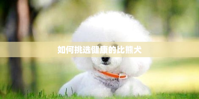 如何挑选健康的比熊犬