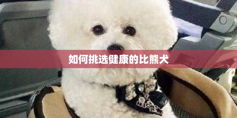 如何挑选健康的比熊犬