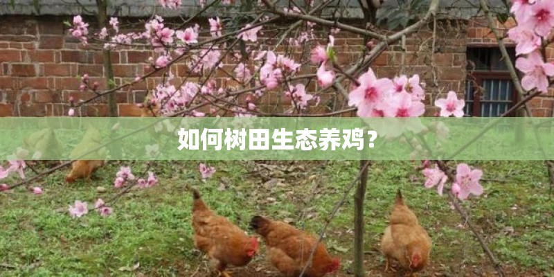 如何树田生态养鸡？