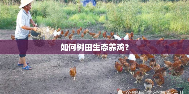 如何树田生态养鸡？