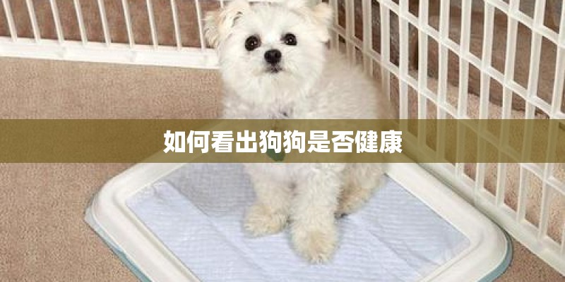 如何看出狗狗是否健康