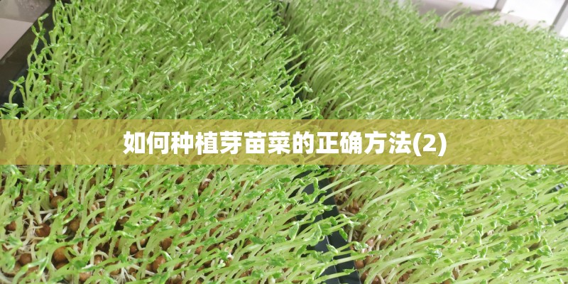 如何种植芽苗菜的正确方法(2) 如何种植芽苗菜的正确方法(2)