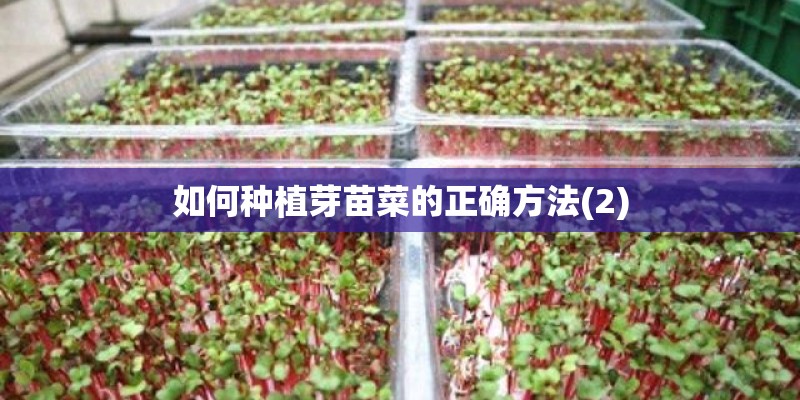如何种植芽苗菜的正确方法(2) 如何种植芽苗菜的正确方法(2)