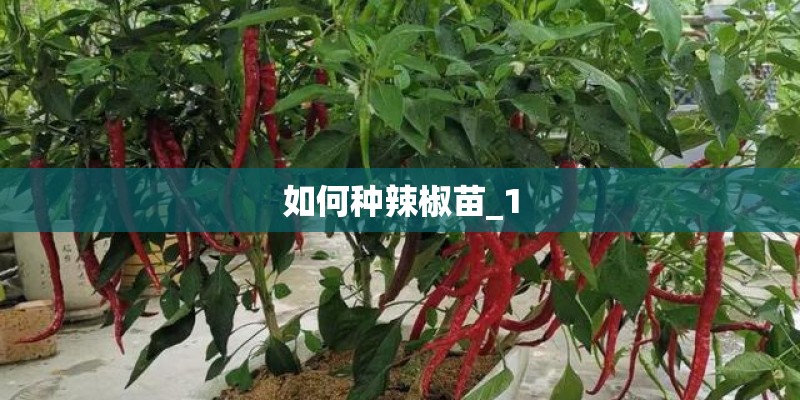 如何种辣椒苗_1