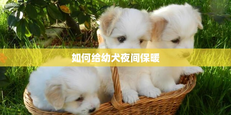 如何给幼犬夜间保暖