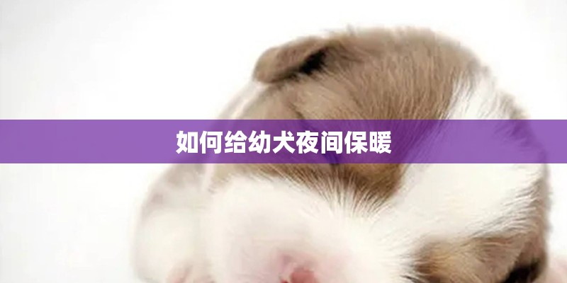 如何给幼犬夜间保暖