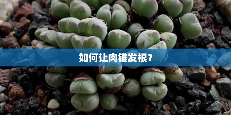 如何让肉锥发根？
