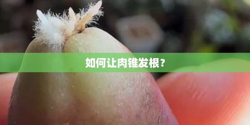 如何让肉锥发根？
