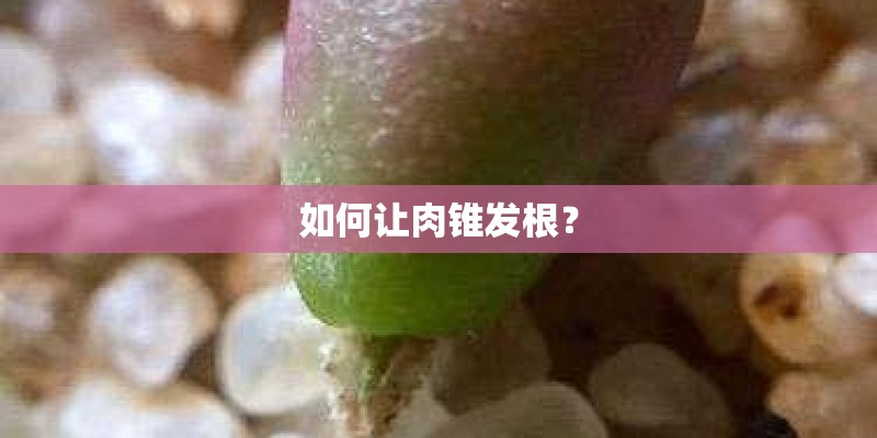 如何让肉锥发根？