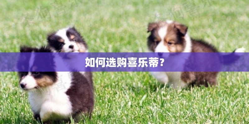 如何选购喜乐蒂？