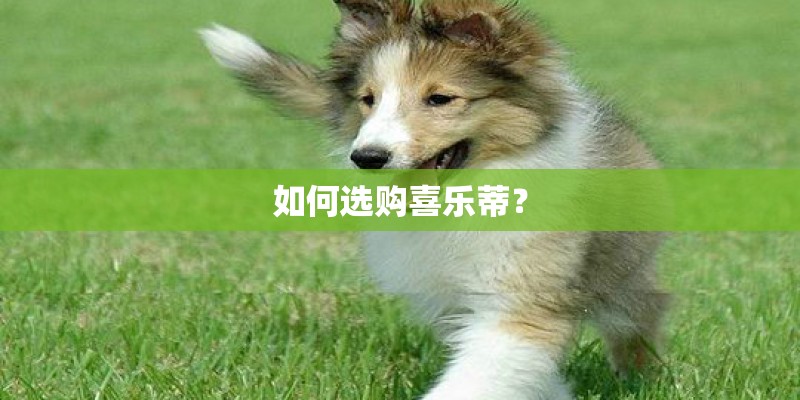 如何选购喜乐蒂？