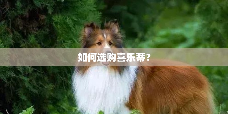 如何选购喜乐蒂？