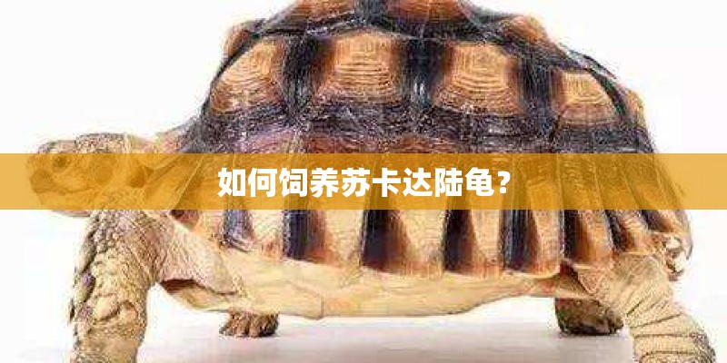如何饲养苏卡达陆龟？