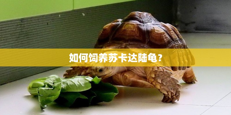 如何饲养苏卡达陆龟? 如何饲养苏卡达陆龟?