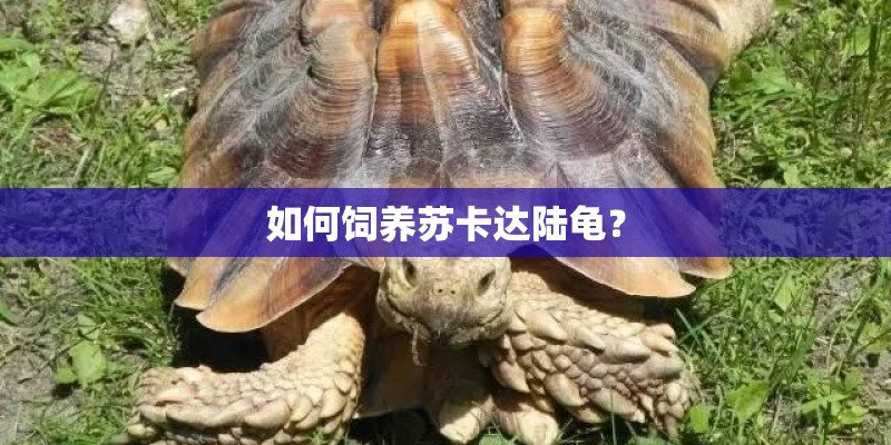 如何饲养苏卡达陆龟? 如何饲养苏卡达陆龟?