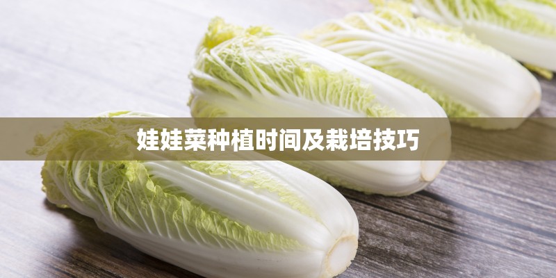 娃娃菜种植时间及栽培技巧