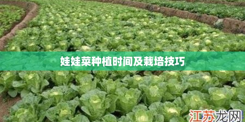 娃娃菜种植时间及栽培技巧