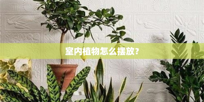 室内植物怎么摆放? 室内植物怎么摆放?