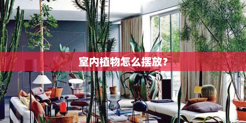 室内植物怎么摆放? 室内植物怎么摆放?
