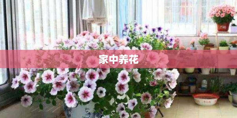 家中养花 家中养花