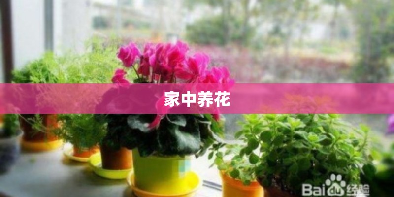 家中养花 家中养花