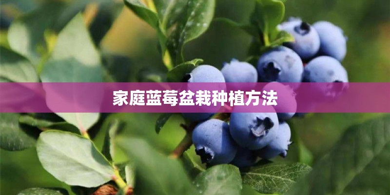 家庭蓝莓盆栽种植方法