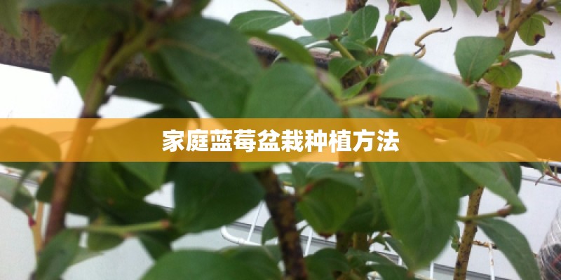 家庭蓝莓盆栽种植方法