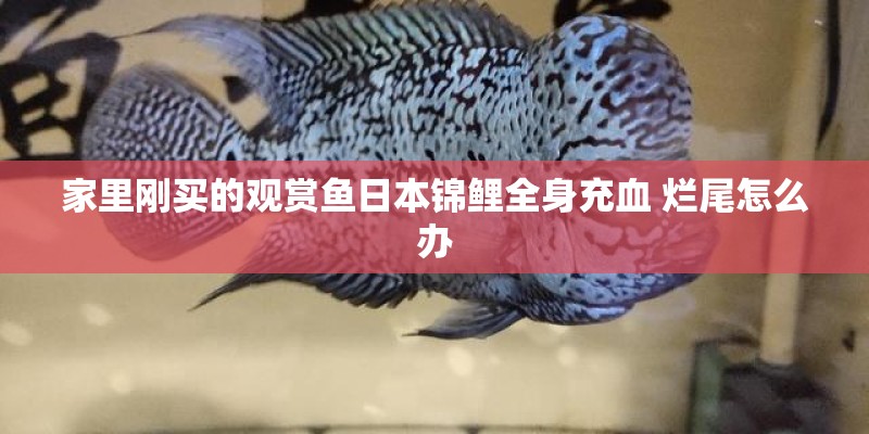 家里刚买的观赏鱼日本锦鲤全身充血 烂尾怎么办 家里刚买的观赏鱼日本锦鲤全身充血 烂尾怎么办