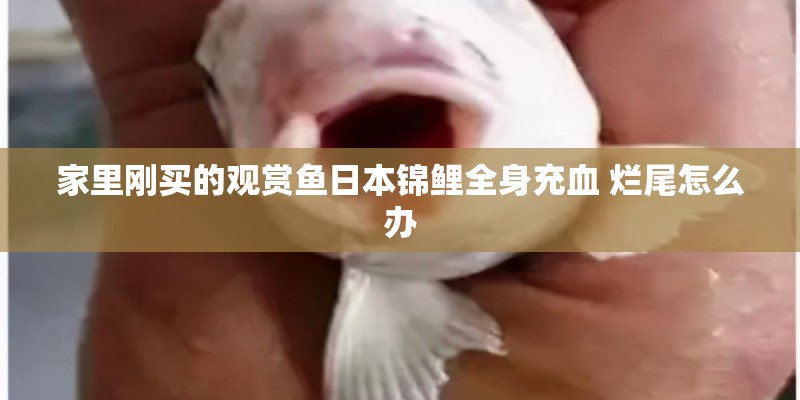 家里刚买的观赏鱼日本锦鲤全身充血 烂尾怎么办 家里刚买的观赏鱼日本锦鲤全身充血 烂尾怎么办