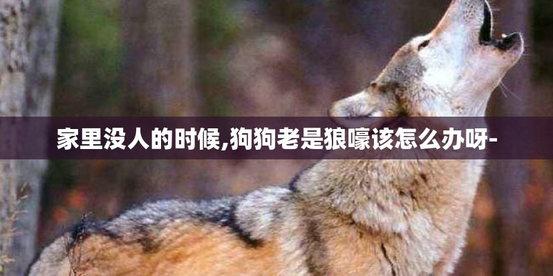 家里没人的时候,狗狗老是狼嚎该怎么办呀- 家里没人的时候,狗狗老是狼嚎该怎么办呀-