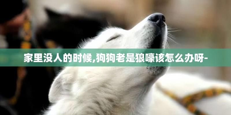 家里没人的时候,狗狗老是狼嚎该怎么办呀- 家里没人的时候,狗狗老是狼嚎该怎么办呀-