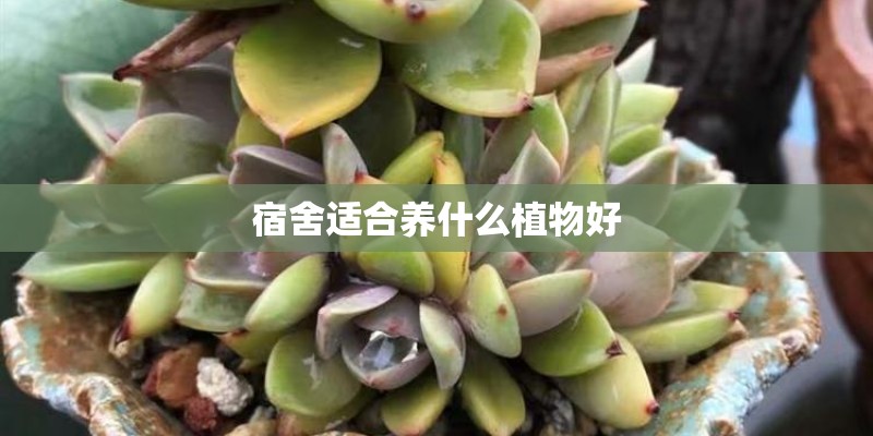 宿舍适合养什么植物好