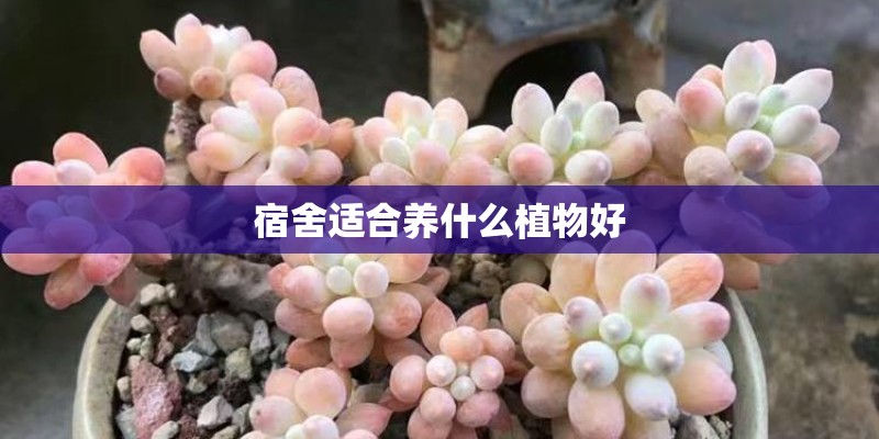 宿舍适合养什么植物好 宿舍适合养什么植物好