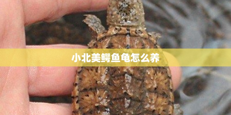 小北美鳄鱼龟怎么养