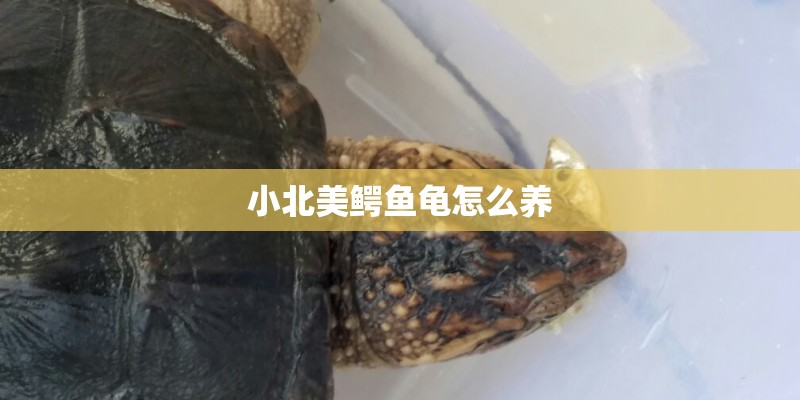 小北美鳄鱼龟怎么养
