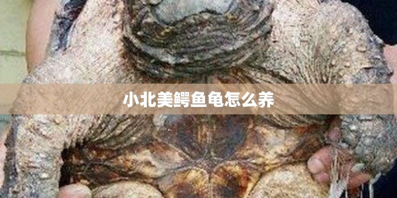 小北美鳄鱼龟怎么养