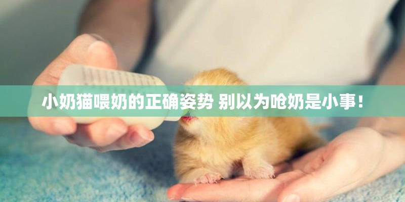 小奶猫喂奶的正确姿势 别以为呛奶是小事！