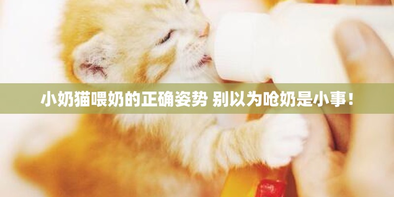 小奶猫喂奶的正确姿势 别以为呛奶是小事！