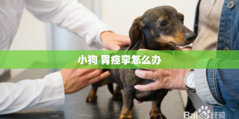 小狗 胃痉挛怎么办